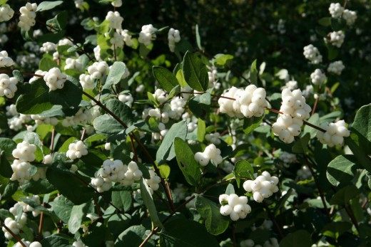 Снежноягодник белый, или Снежноягодник кистистый (Symphoricarpos albus) Снежноягодник белый, или Снежноягодник кистистый (Symphoricarpos albus)