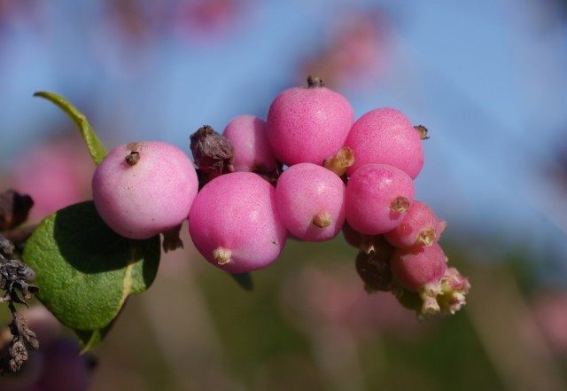 Розовые ягоды снежноягодника мелколистного (Symphoricarpos microphyllus) Розовые ягоды снежноягодника мелколистного (Symphoricarpos microphyllus)