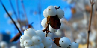 Снежноягодник белый, или Снежноягодник кистистый (Symphoricarpos albus)