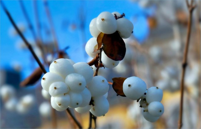 Снежноягодник белый, или Снежноягодник кистистый (Symphoricarpos albus) Снежноягодник белый, или Снежноягодник кистистый (Symphoricarpos albus)