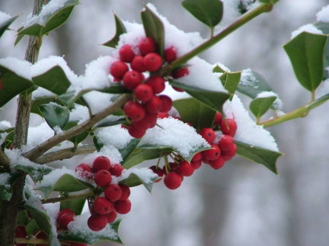 Снежноягодник округлый или «Кораллоягодник» (Symphoricarpos orbiculatus) Снежноягодник округлый или «Кораллоягодник» (Symphoricarpos orbiculatus)