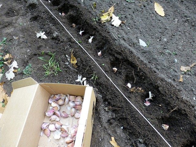 Посадка чеснока в грядку Посадка чеснока в грядку