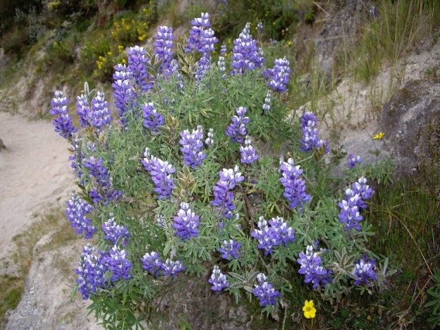 Люпин (Lupin) Люпин (Lupin)