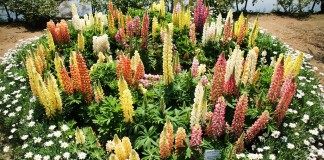 Люпин (Lupin)