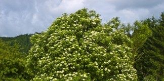 Бузина (Sambucus)