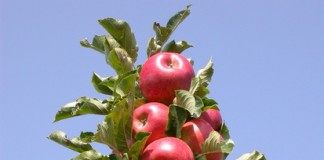 Колоновидная яблоня Рондо