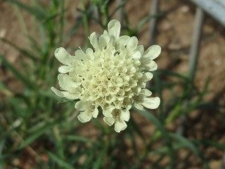 Скабиоза бледножёлтая (Scabiosa ochroleuca) Скабиоза бледножёлтая (Scabiosa ochroleuca)