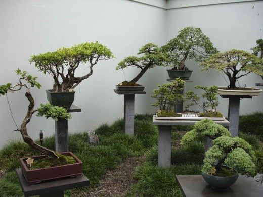 Выставка бонсай (Bonsai)