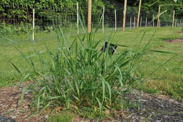 Пырей ползучий (Elytrigia repens) Пырей ползучий (Elytrigia repens)
