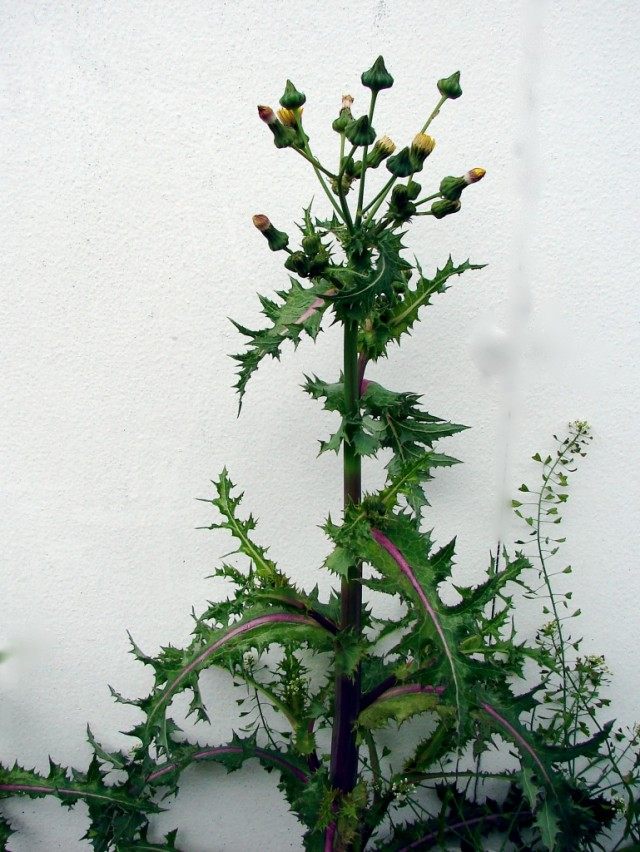 Осот шероховатый, или шершавый (Sonchus asper) Осот шероховатый, или шершавый (Sonchus asper)