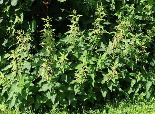 Крапива двудомная (Urtica dioica) Крапива двудомная (Urtica dioica)