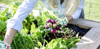 7 простых овощей для начинающих