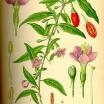 Дереза обыкновенная. Ботаническая иллюстрация из книги О. В. Томе «Flora von Deutschland, Österreich und der Schweiz», 1885 Дереза обыкновенная. Ботаническая иллюстрация из книги О. В. Томе «Flora von Deutschland, Österreich und der Schweiz», 1885