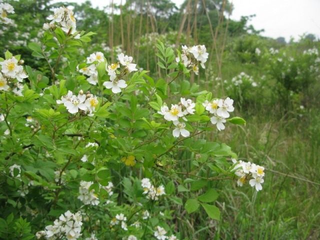 Шиповник многоцветковый (Rosa multiflora) Шиповник многоцветковый (Rosa multiflora)