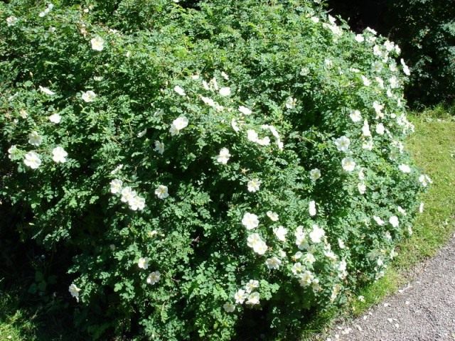 Шиповник колючейший (Rosa spinosissima) Шиповник колючейший (Rosa spinosissima)