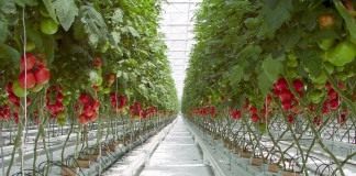 Выращивание томатов с помощью гидропоники