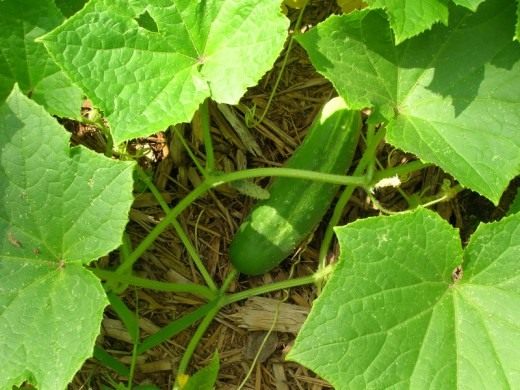 Огурец (Cucumber)