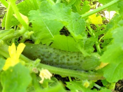 Огурец (Cucumber)