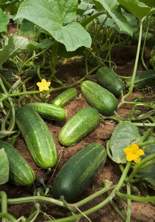 Огурец (Cucumber)