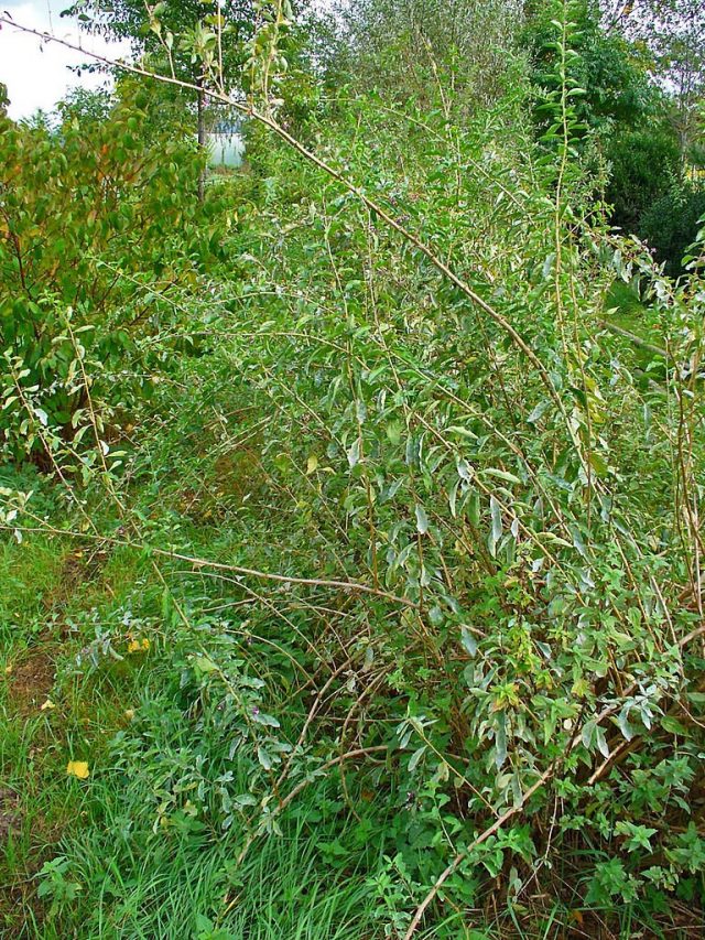 Общий вид растения Дереза обыкновенная, Годжи (Lycium barbarum)