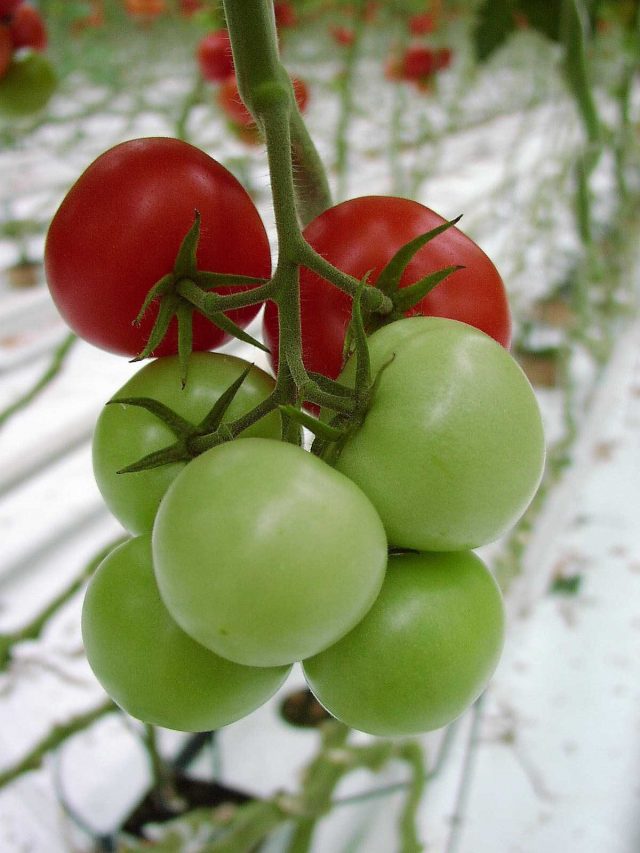 Равномерно созревающие томаты