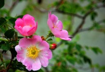Шиповник собачий (Rosa canina)