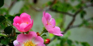 Шиповник собачий (Rosa canina)