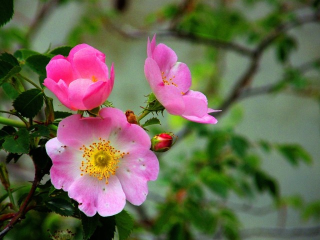 Шиповник собачий (Rosa canina) Шиповник собачий (Rosa canina)