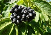 Элеутерококк сидячецветковый (Eleutherococcus sessiliflorus)