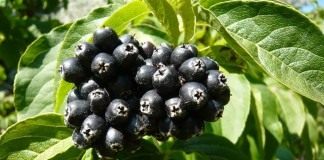 Элеутерококк сидячецветковый (Eleutherococcus sessiliflorus)