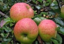 Яблоки сорта Брамли