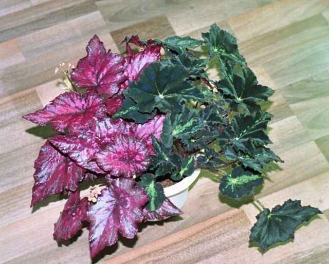 Бегонии (Begonias) Бегонии (Begonias)