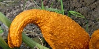Кабачок Крукнек скрудж