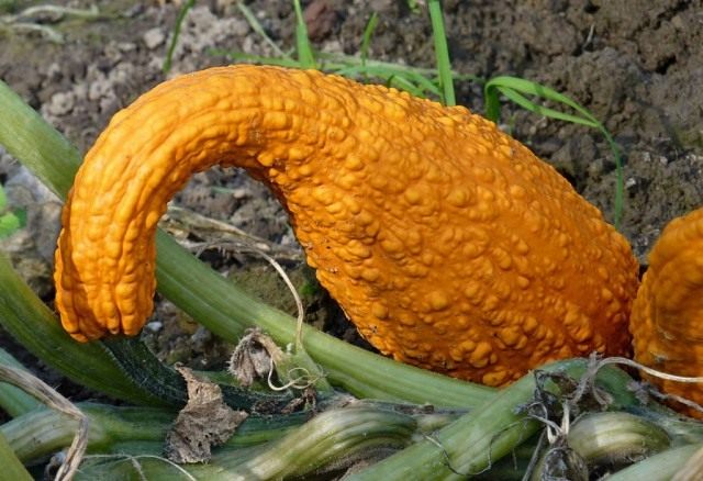 Кабачок Крукнек скрудж Кабачок Крукнек скрудж