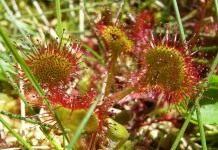 Росянка круглолистная (Round-leaved sundew)