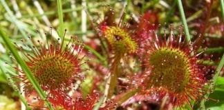 Росянка круглолистная (Round-leaved sundew)