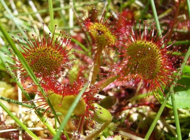 Росянка круглолистная (Round-leaved sundew) Росянка круглолистная (Round-leaved sundew)