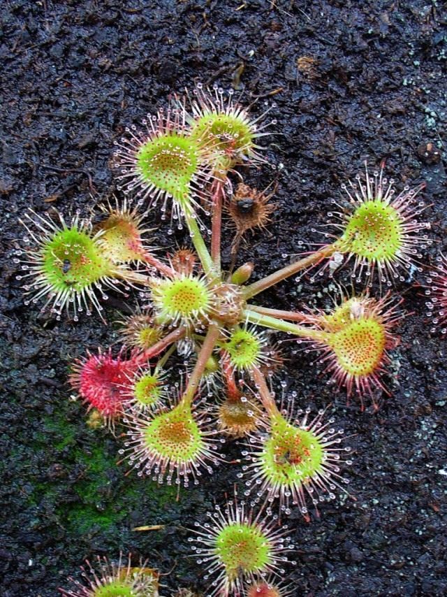 Росянка круглолистная (Round-leaved sundew) Росянка круглолистная (Round-leaved sundew)