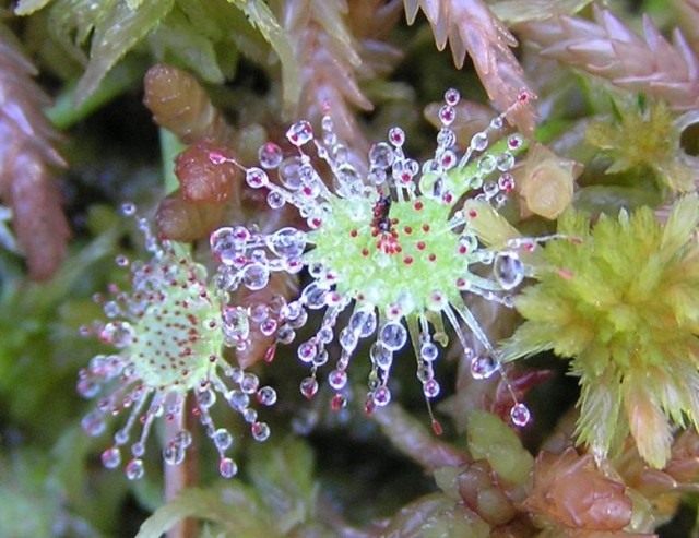 Росянка круглолистная (Round-leaved sundew) Росянка круглолистная (Round-leaved sundew)
