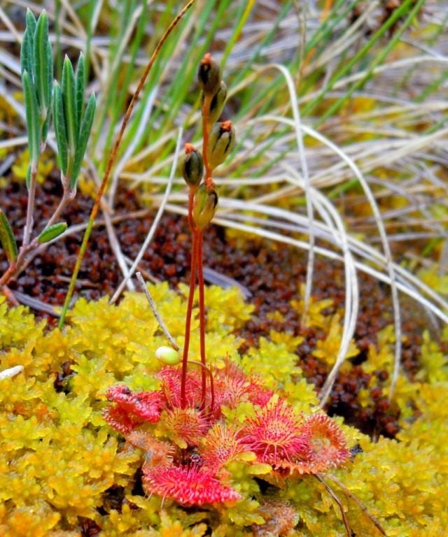 Росянка круглолистная (Round-leaved sundew) Росянка круглолистная (Round-leaved sundew)