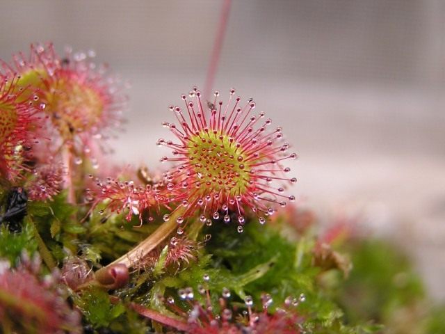 Росянка круглолистная (Round-leaved sundew) Росянка круглолистная (Round-leaved sundew)