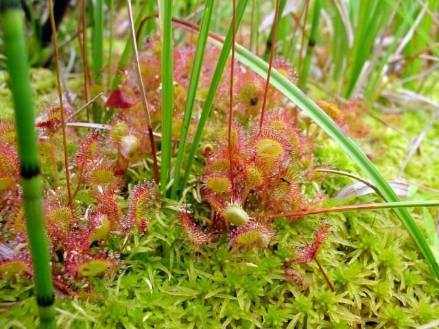 Росянка круглолистная (Round-leaved sundew) Росянка круглолистная (Round-leaved sundew)