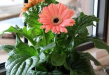 Проблемы выращивания комнатных растений