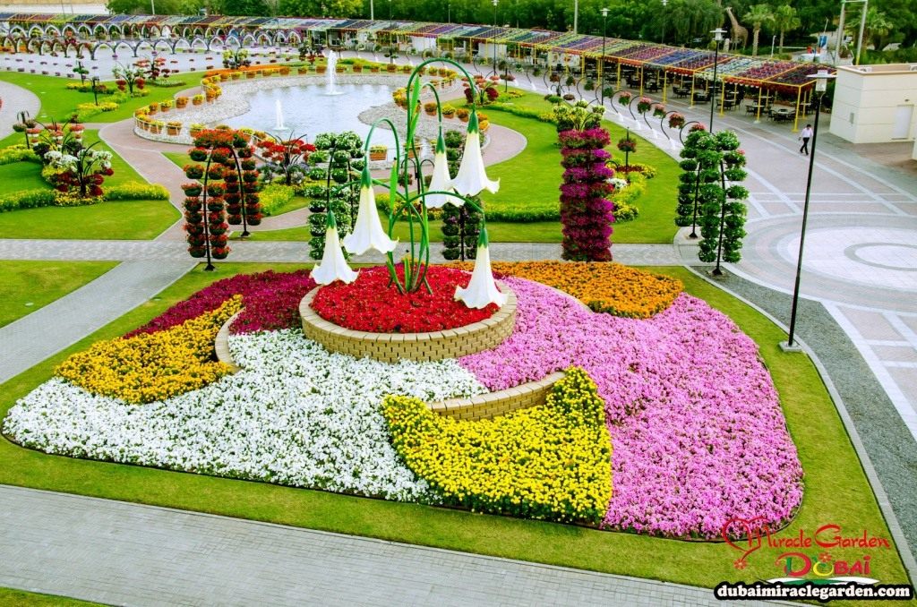 Чудо Сад в Дубай (Dubai Miracle Garden)