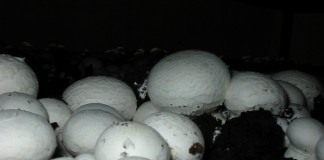 Способы выращивания шампиньонов: плюсы и минусы - Грибы Шампиньон двуспоровый (Agaricus bisporus)