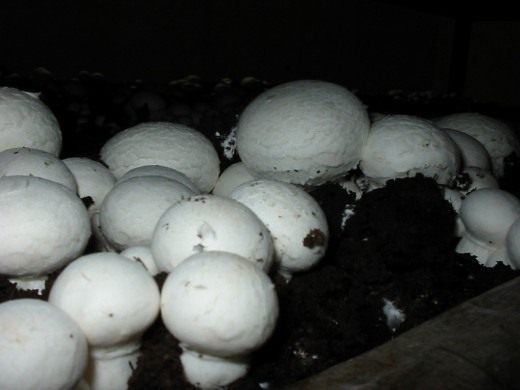 Шампиньон двуспоровый (Agaricus bisporus) Шампиньон двуспоровый (Agaricus bisporus)