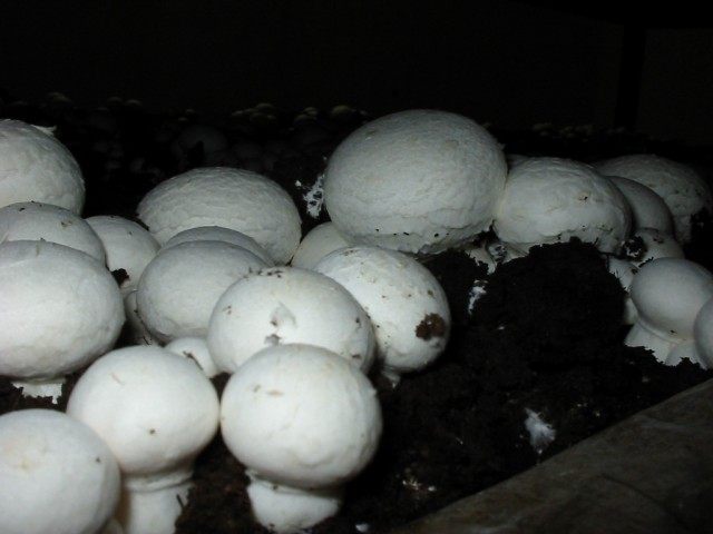 Шампиньон двуспоровый (Agaricus bisporus) Шампиньон двуспоровый (Agaricus bisporus)