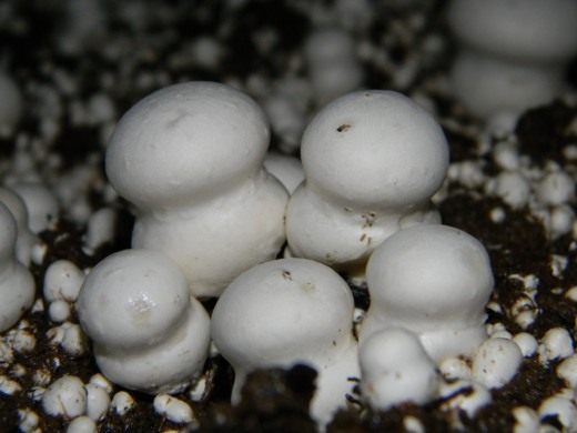 Шампиньон двуспоровый (Agaricus bisporus)