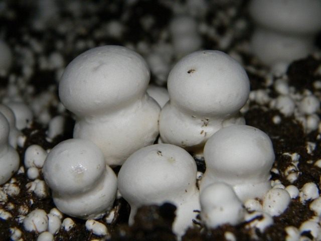 Шампиньон двуспоровый (Agaricus bisporus) Шампиньон двуспоровый (Agaricus bisporus)