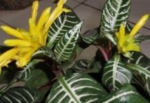 Афеландра оттопыренная (Aphelandra squarrosa)